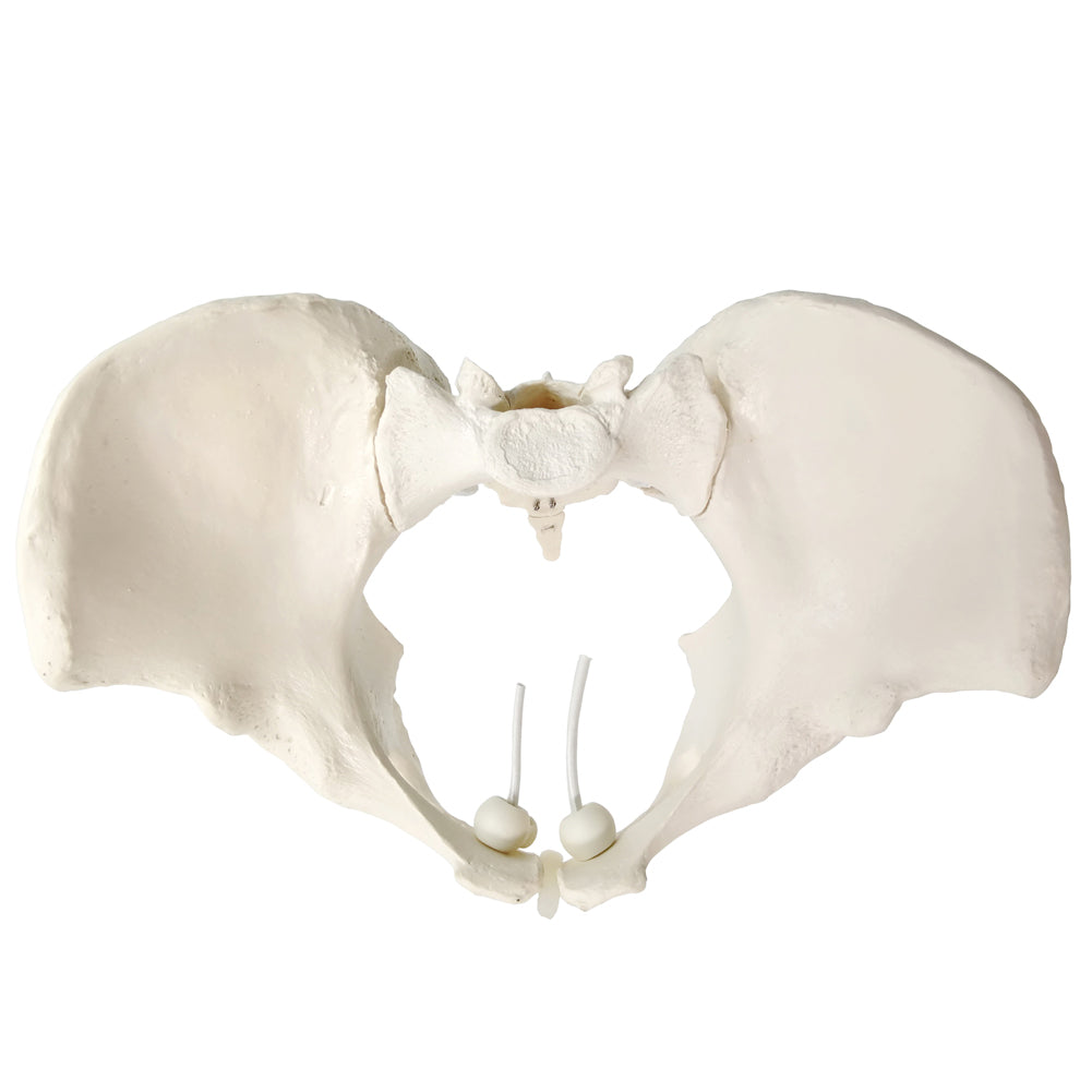 Evotech Scientific Flexible Life-Size Female Pelvis Model On Elastic