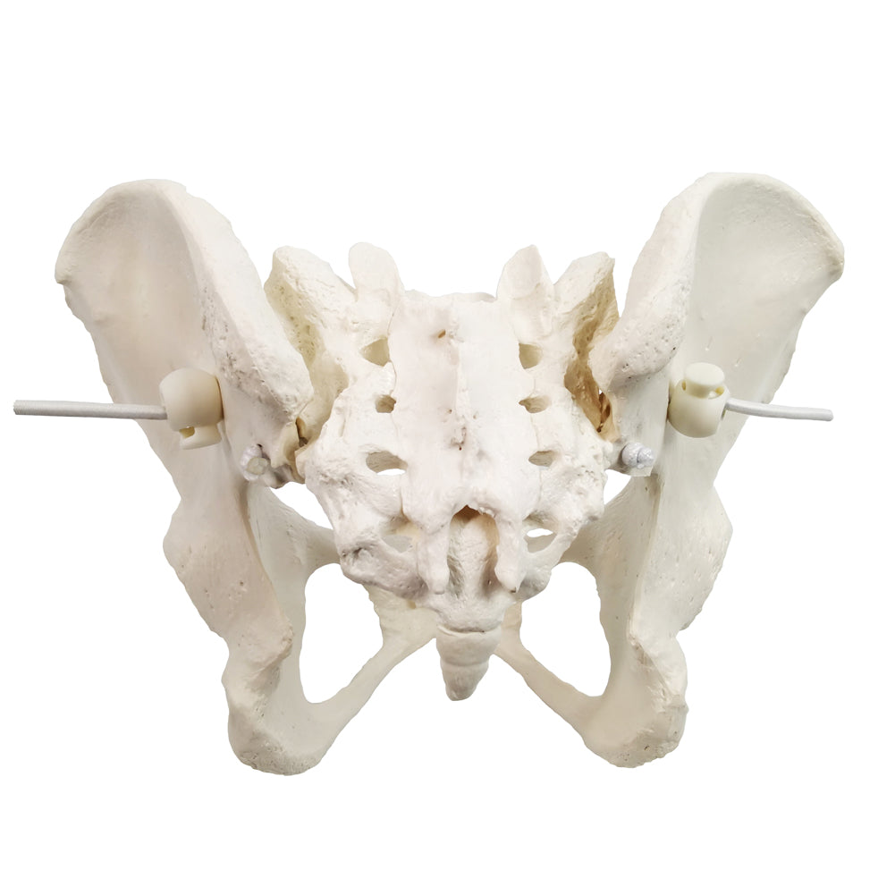 Evotech Scientific Flexible Life-Size Female Pelvis Model On Elastic