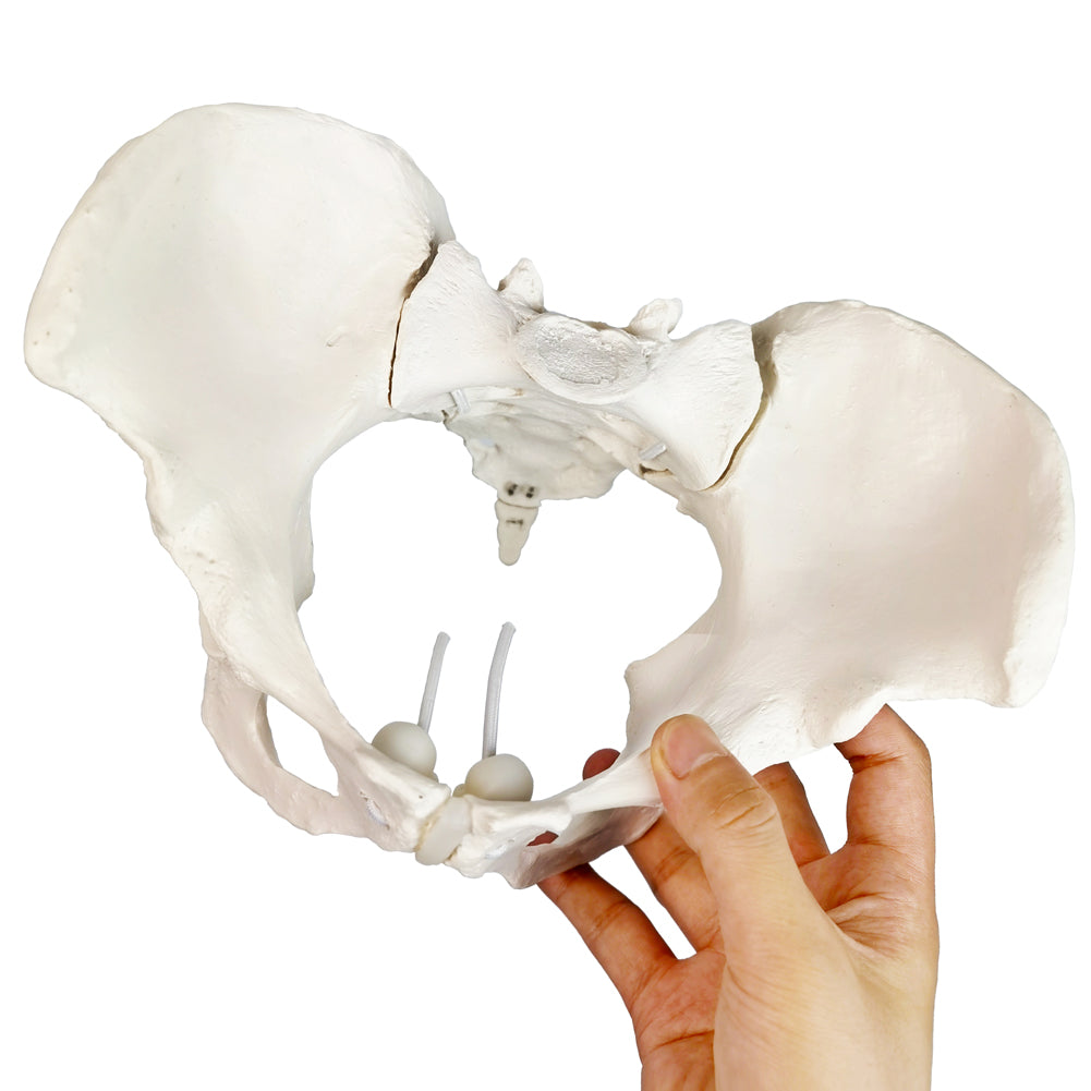 Evotech Scientific Flexible Life-Size Female Pelvis Model On Elastic