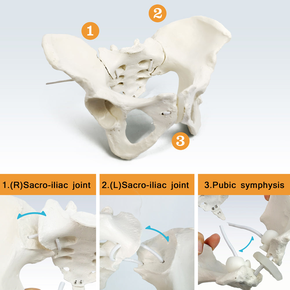 Evotech Scientific Flexible Life-Size Female Pelvis Model On Elastic