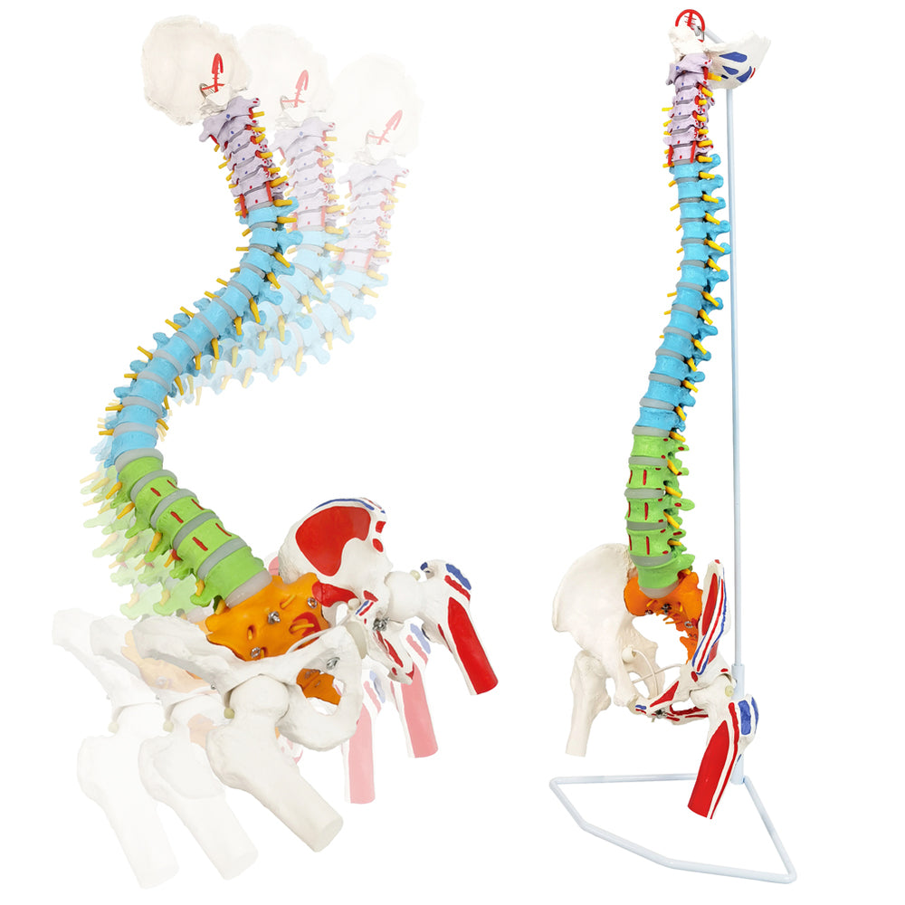 Evotech Scientific Flexible Colored Anatomical Human Spine Model with
