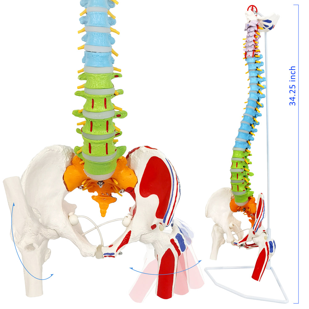 Evotech Scientific Flexible Spinal Column with Pelvic Bones, Occipital Bone & Femur Heads