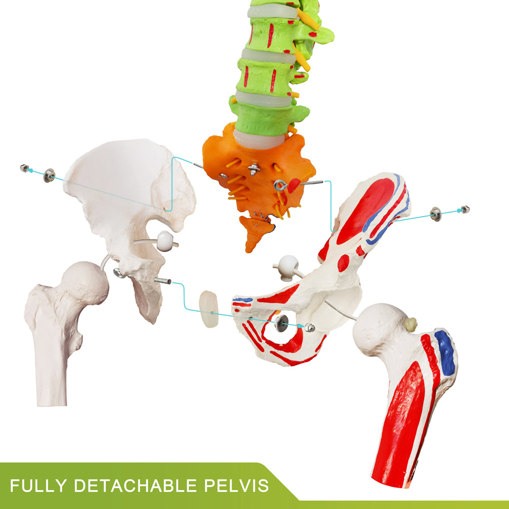 Evotech Scientific Flexible Colored Anatomical Human Spine Model with Vertebrae, Nerves, Arteries, Lumbar and Painted Pelvis