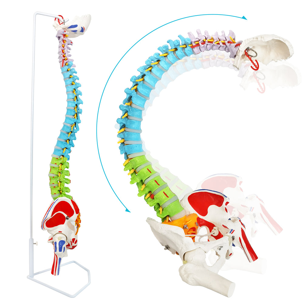Evotech Scientific Flexible Spinal Column with Pelvic Bones, Occipital Bone & Femur Heads