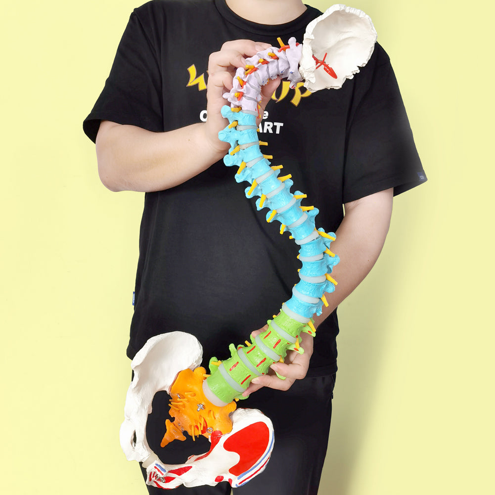 Evotech Scientific Flexible Colored Anatomical Human Spine Model with Vertebrae, Nerves, Arteries, Lumbar and Painted Pelvis