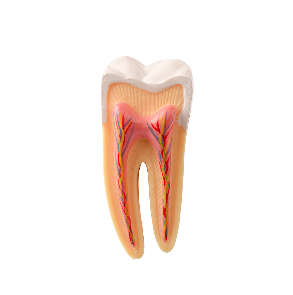Evotech Scientific Half Lower Jaw W/ Nerve and Removable Teeth , 3x Life Size, 6 Parts