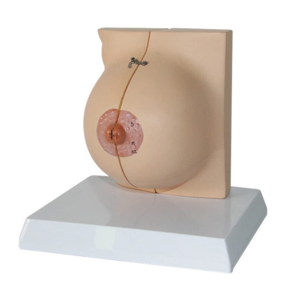 Evotech Scientific Human Female Anatomical Quiescent Breast Model