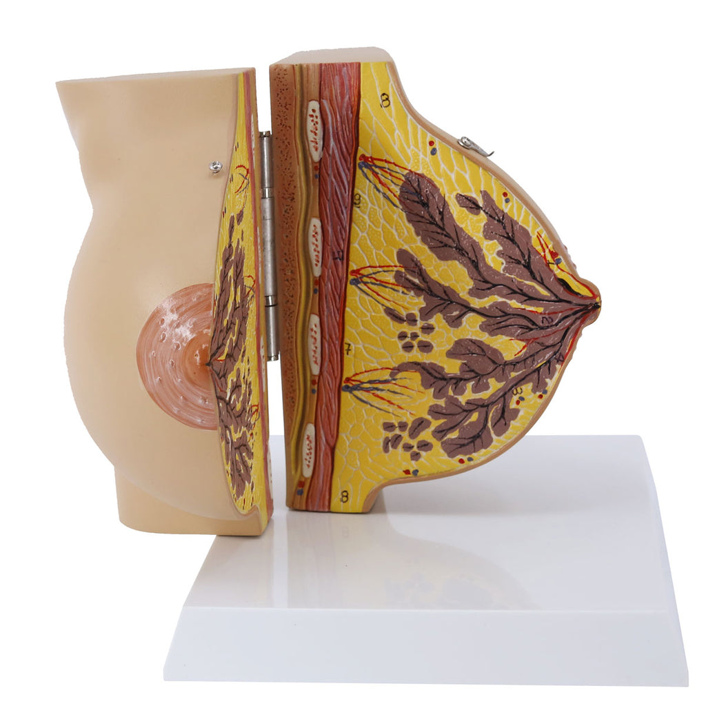 Female Breast Model Anatomical Model of Human Mammary Gland During  Quiescent Period (2 Parts) Obstetrics and Gynecology Teaching Tool Lab  Supplies for Scientific Research Display : : Toys & Games