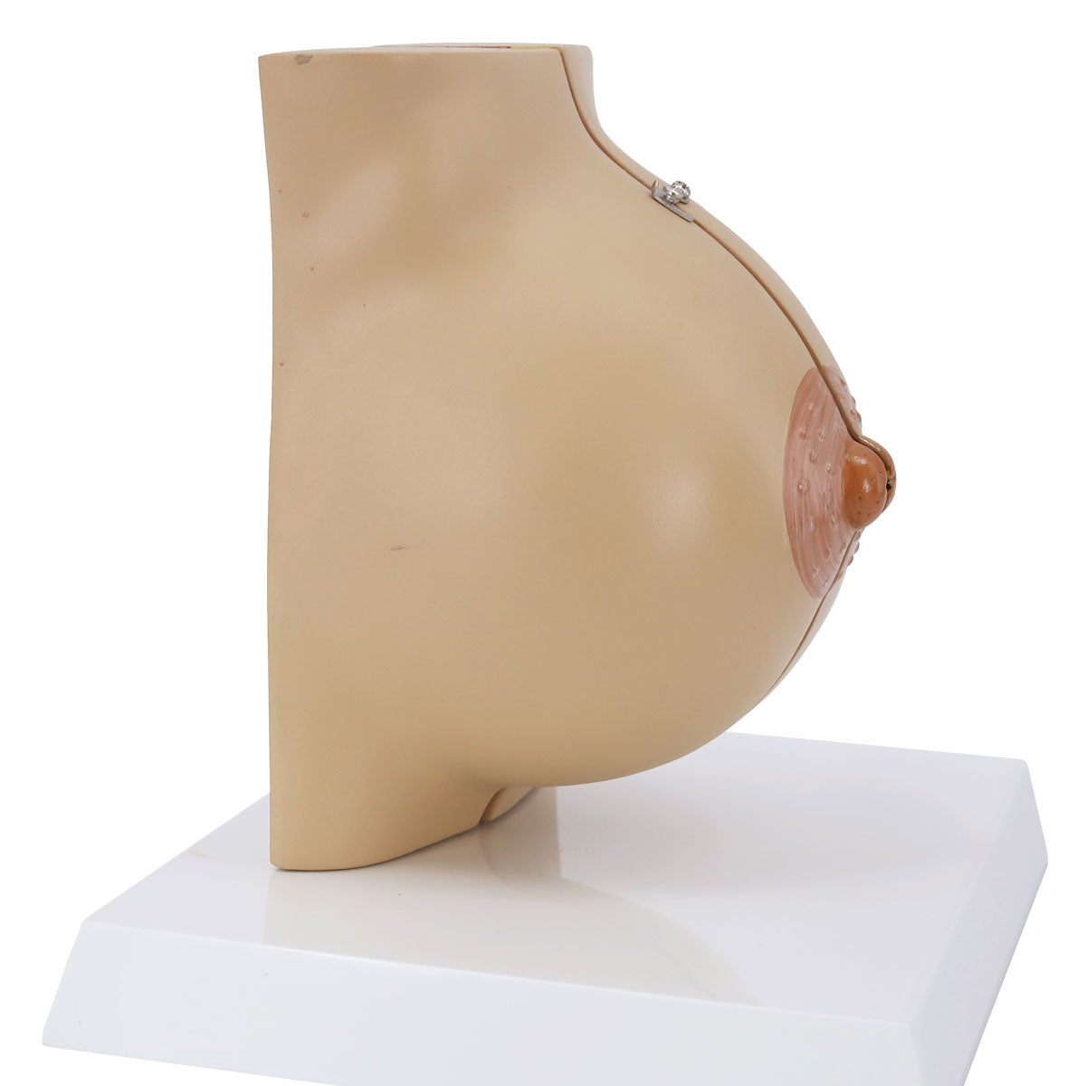 Evotech Scientific Human Female Anatomical Quiescent Breast Model
