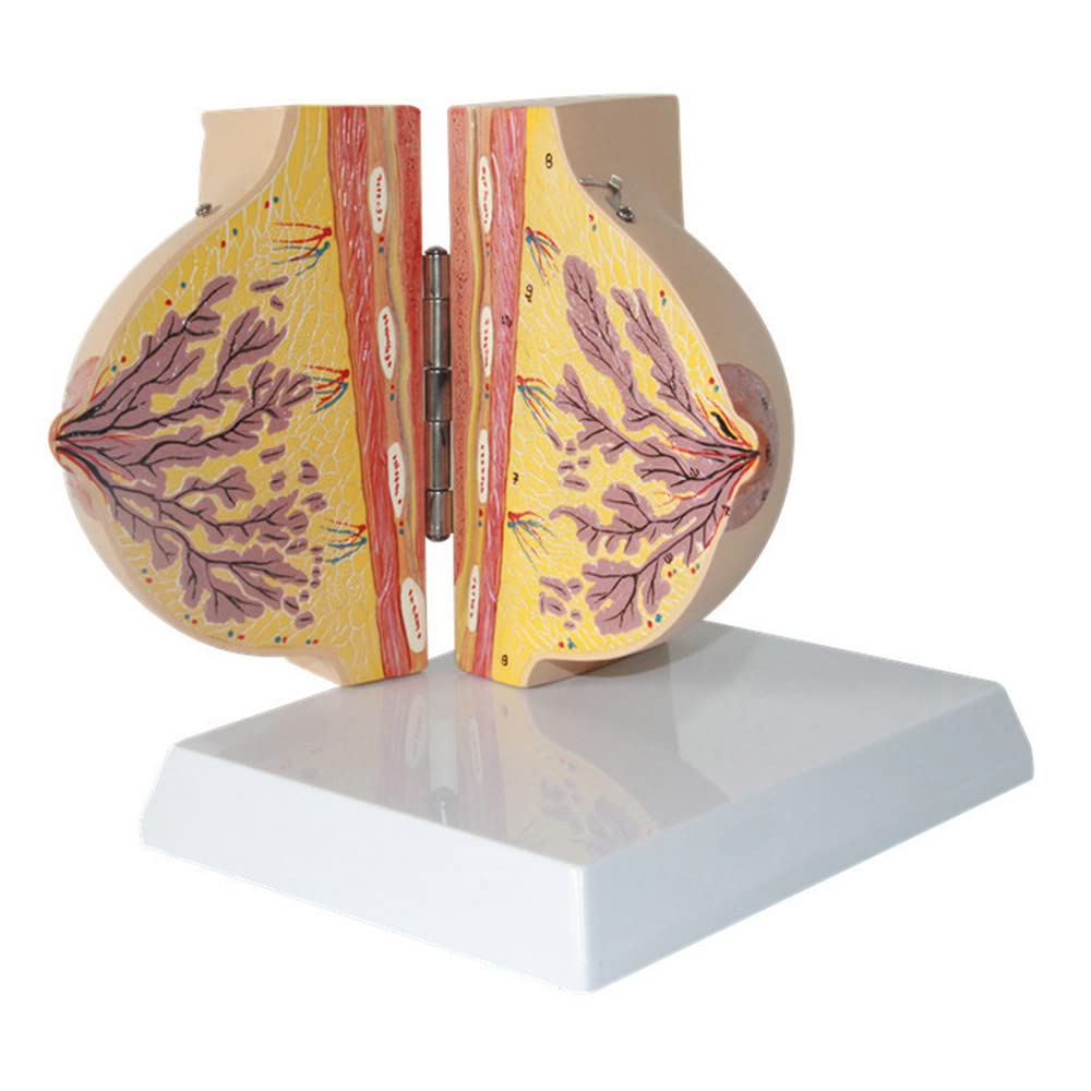 Evotech Scientific Human Female Anatomical Quiescent Breast Model