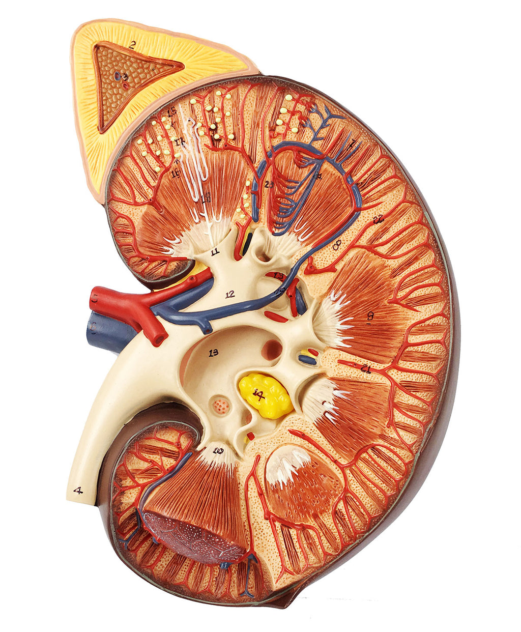 Evotech Scientific Human Kidney Model 3X Life-Size Model Includes Anatomy of Adrenal Gland and Nephrons