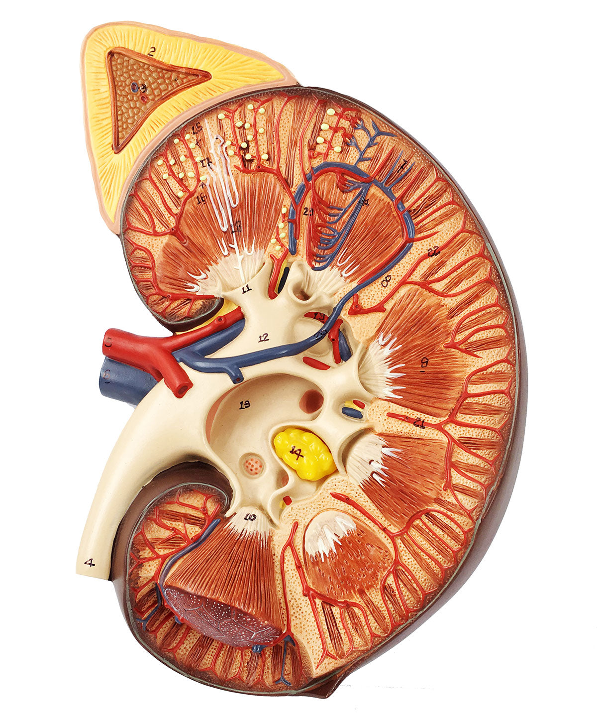 Evotech Scientific Human Kidney Model 3X Life-Size Model Includes Anatomy of Adrenal Gland and Nephrons