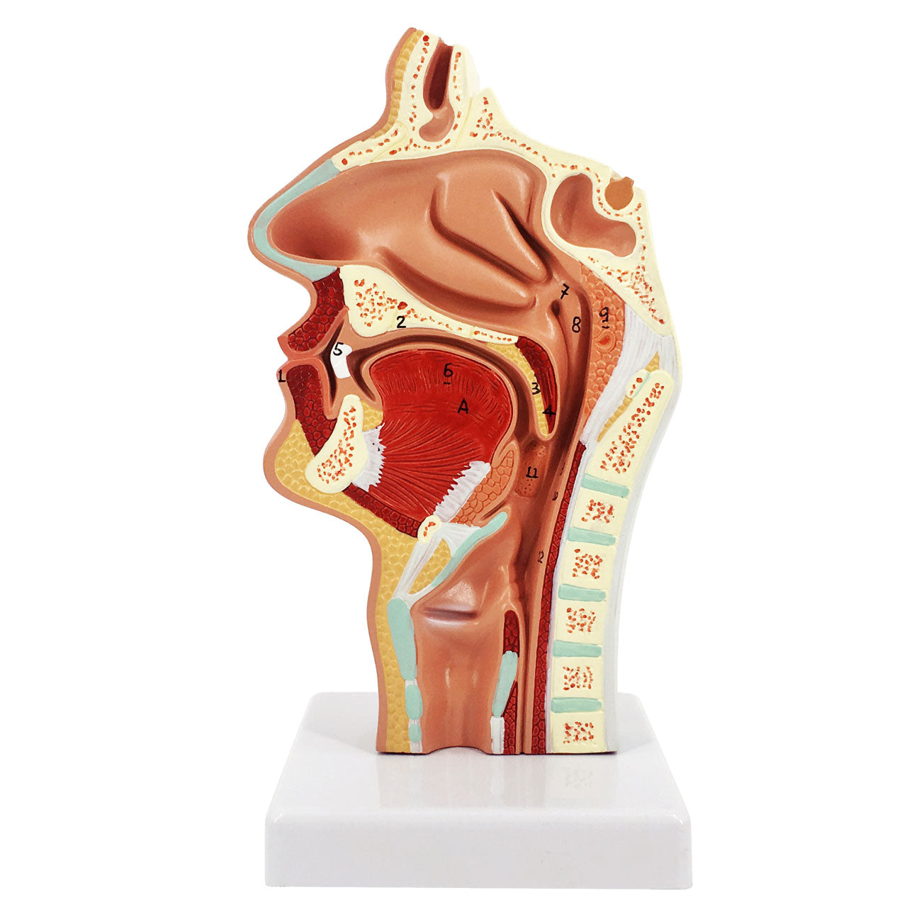 Evotech Scientific Human Larynx and Pharynx Disorders Mode