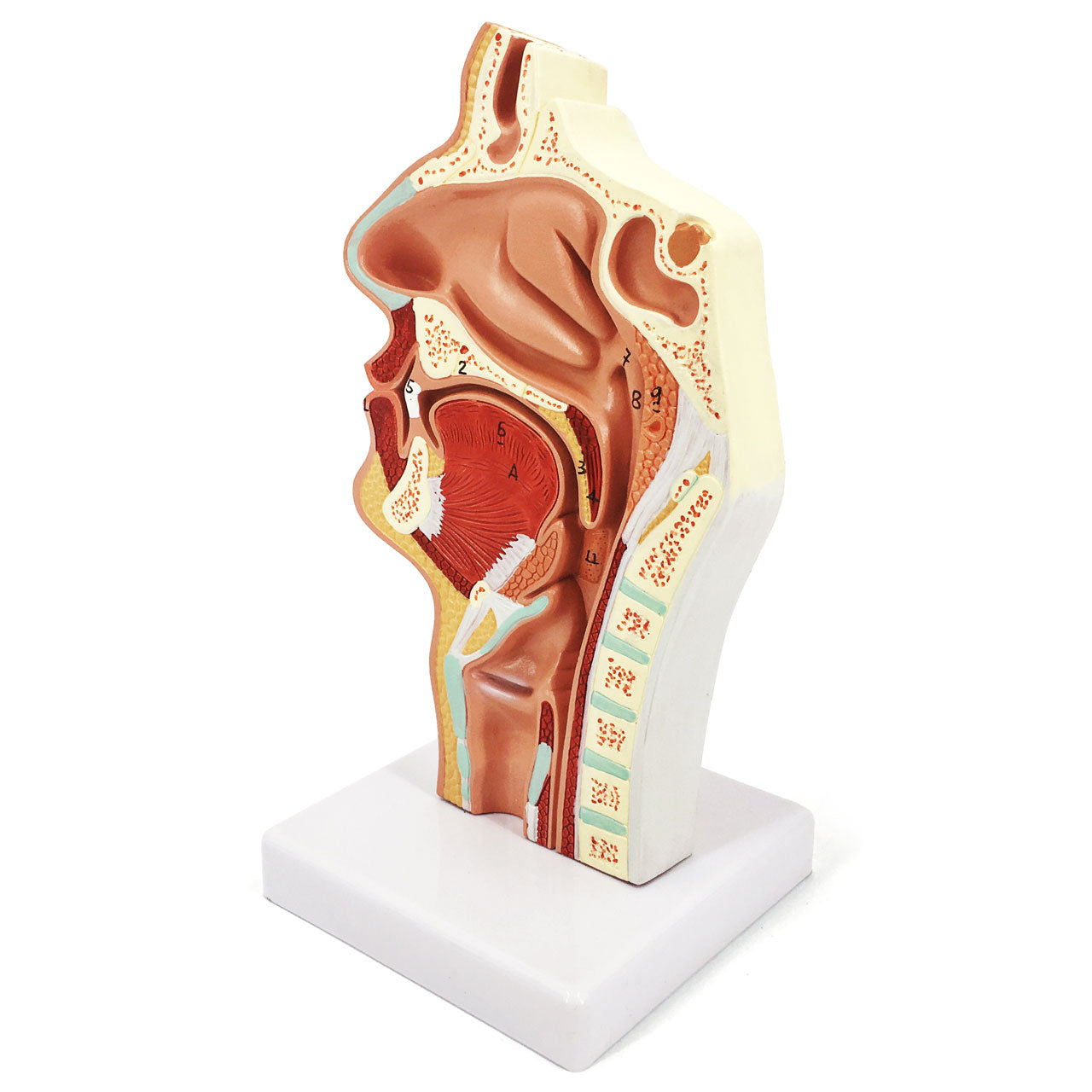 Evotech Scientific Human Larynx and Pharynx Disorders Mode