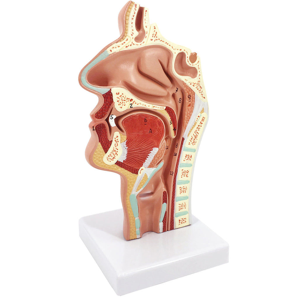 Evotech Scientific Human Larynx and Pharynx Disorders Mode