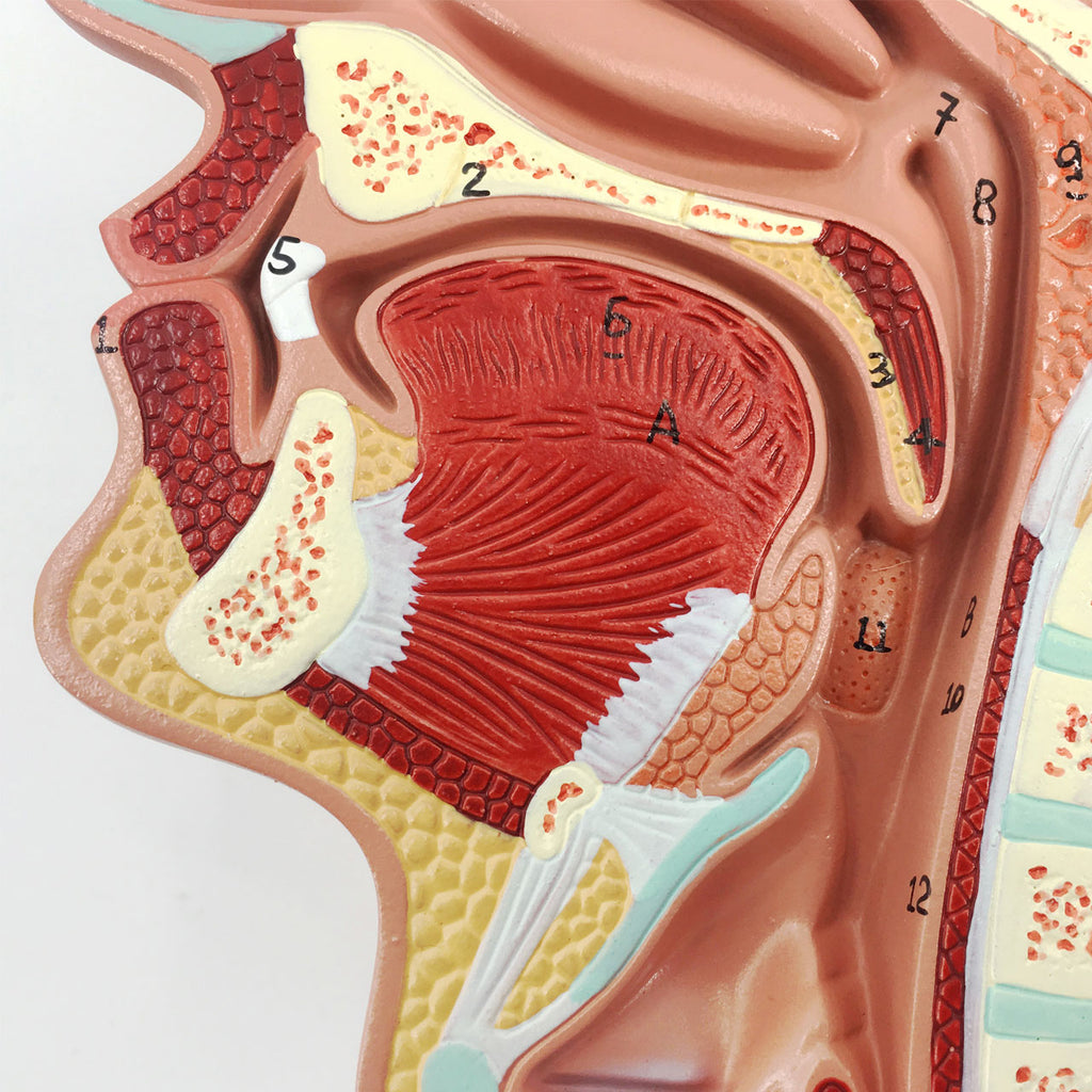 Evotech Scientific Human Larynx and Pharynx Disorders Mode