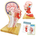 Evotech Scientific Human Life Size Half Head Superficial Model with Musculature