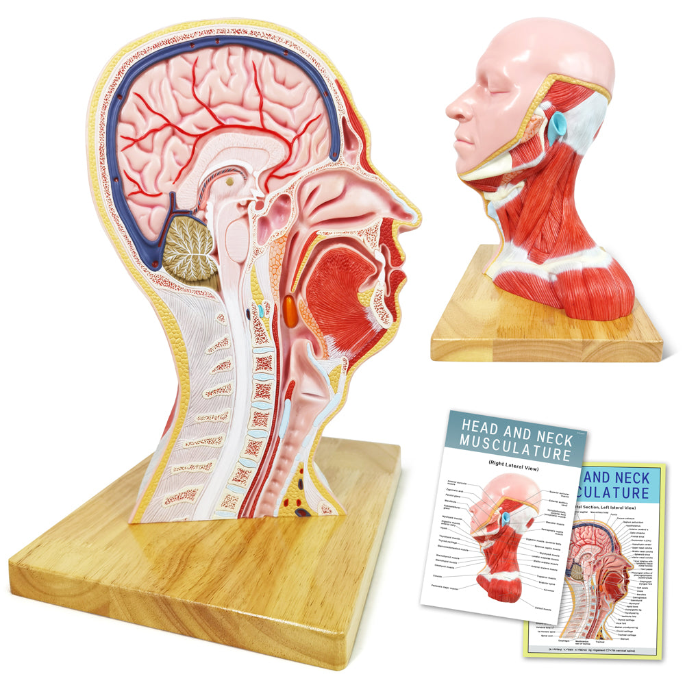 Evotech Scientific Human Life Size Half Head Superficial Model with Musculature
