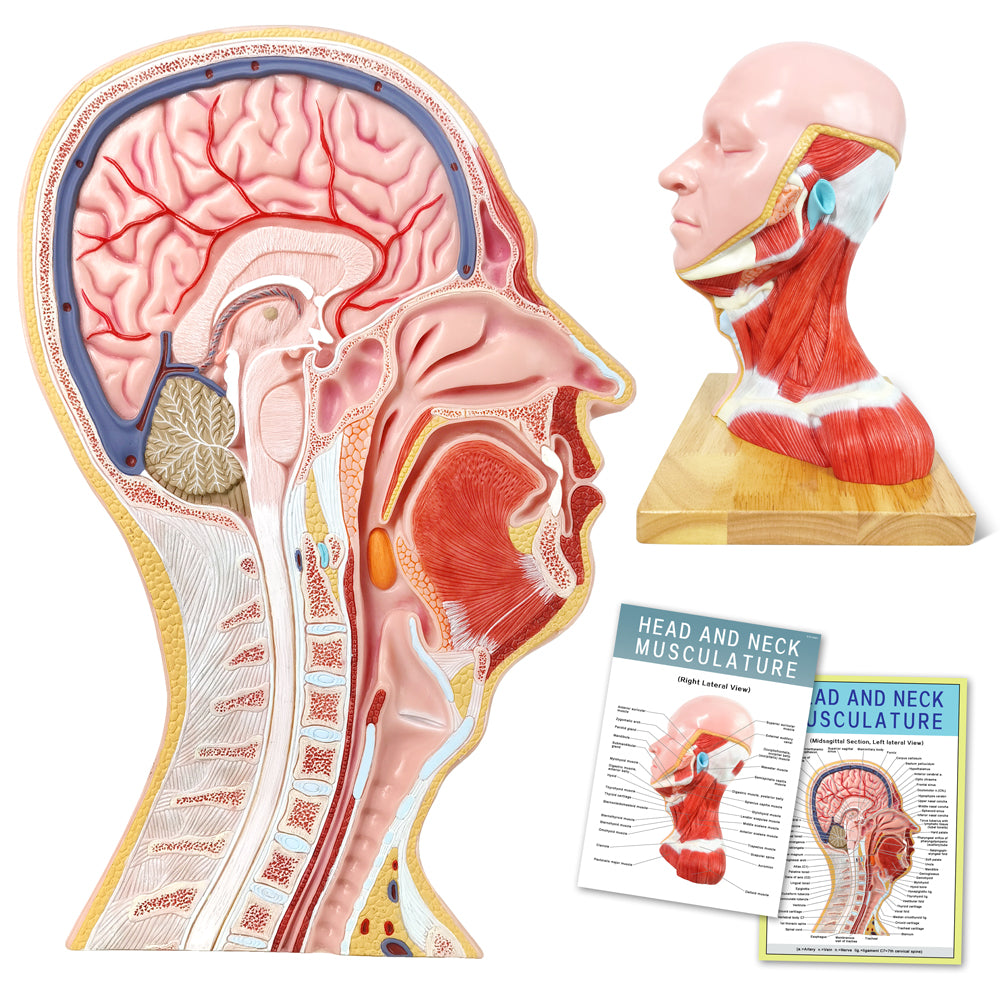 Evotech Scientific Human Life Size Half Head Superficial Model with Musculature