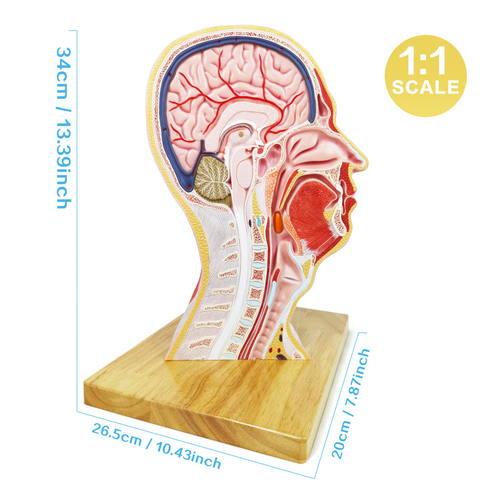 Evotech Scientific Human Life Size Half Head Superficial Model with Musculature