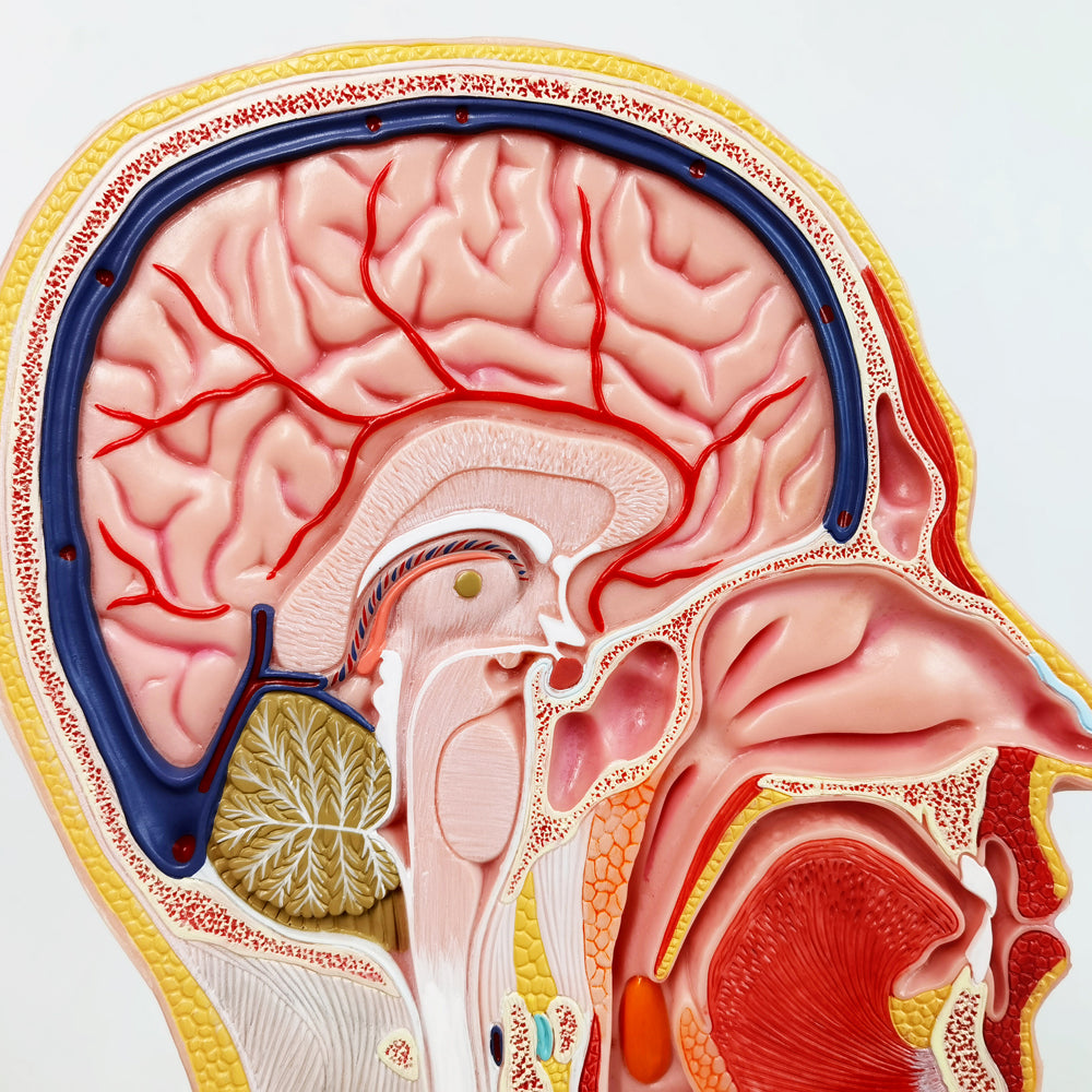 Evotech Scientific Human Life Size Half Head Superficial Model with Musculature