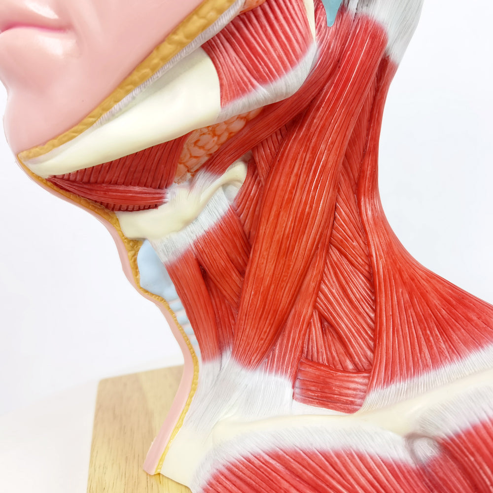 Evotech Scientific Human Life Size Half Head Superficial Model with Musculature