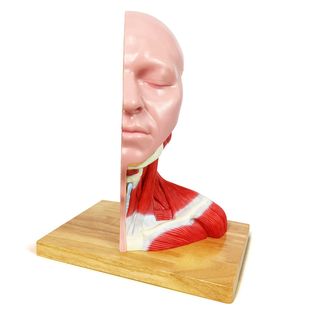 Evotech Scientific Human Life Size Half Head Superficial Model with Musculature