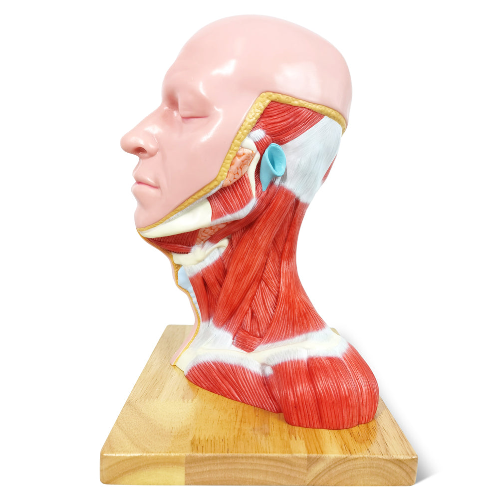 Evotech Scientific Human Life Size Half Head Superficial Model with Musculature