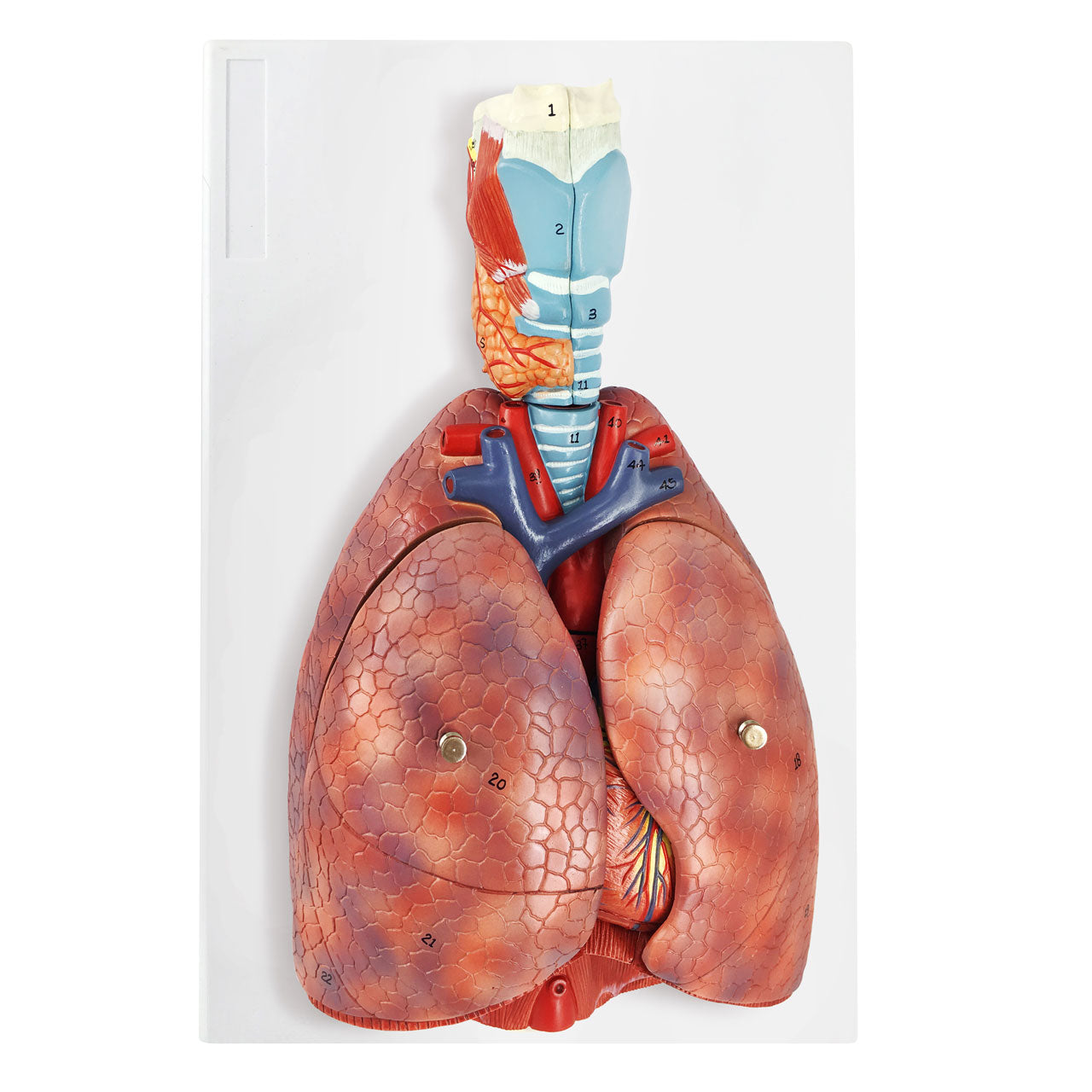 Evotech Scientific Human Lung and Respiratory System Model 3/4 Life Size with 7 Removable Parts