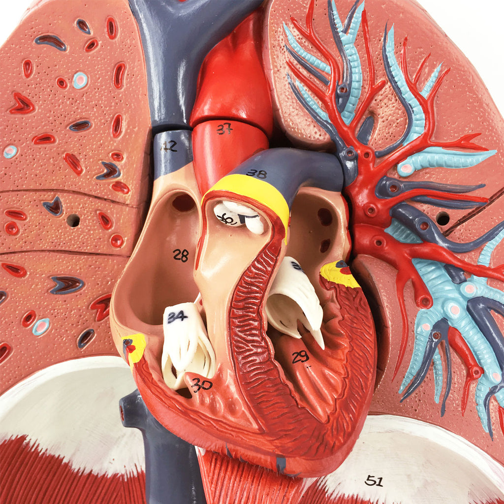 Evotech Scientific Human Lung and Respiratory System Model 3/4 Life Size with 7 Removable Parts