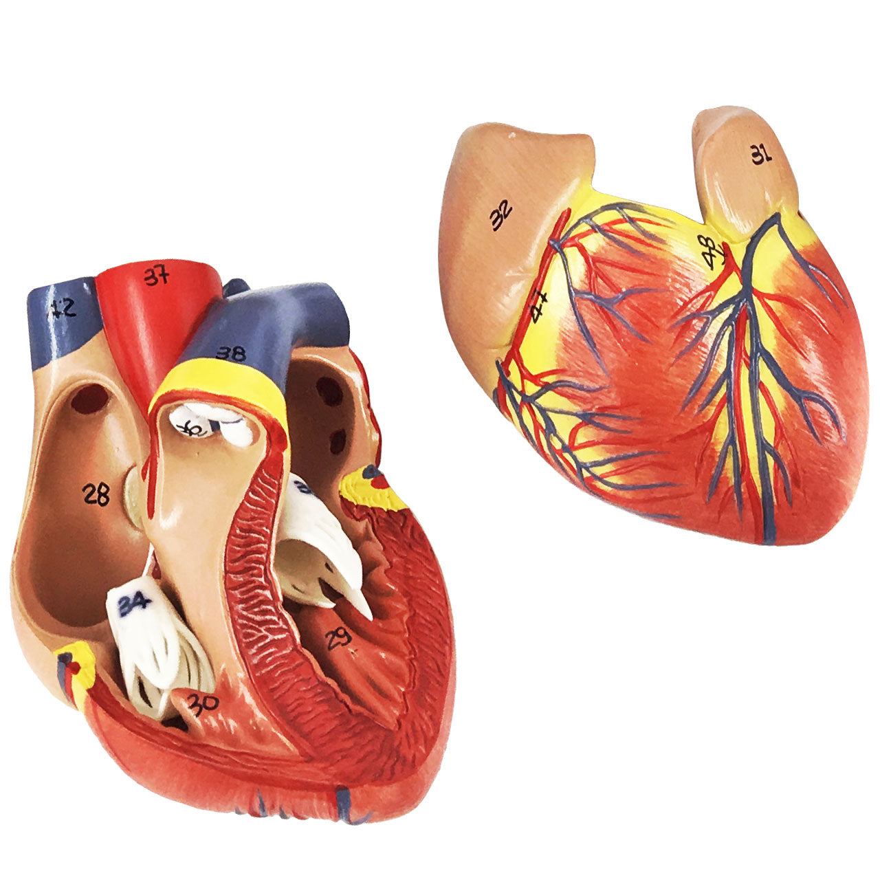 Evotech Scientific Human Lung and Respiratory System Model 3/4 Life Size with 7 Removable Parts