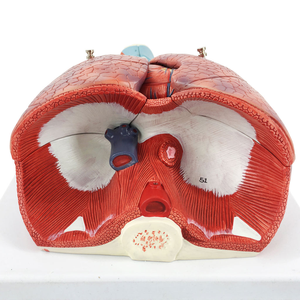 Evotech Scientific Human Lung and Respiratory System Model 3/4 Life Size with 7 Removable Parts