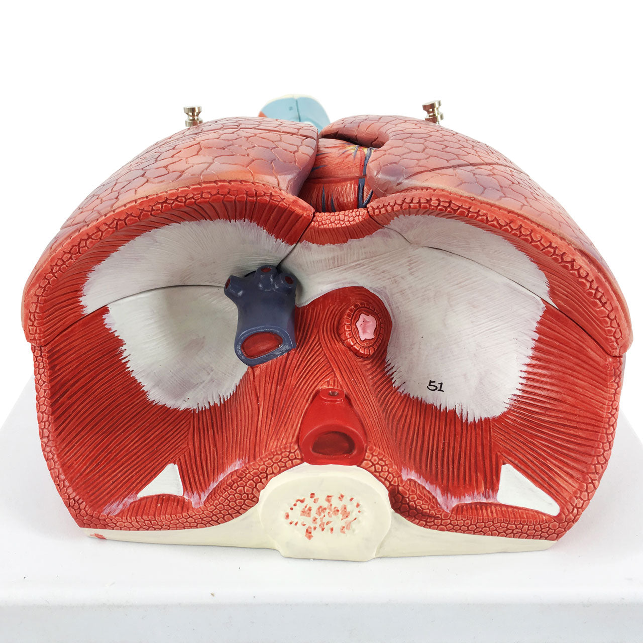 Evotech Scientific Human Lung and Respiratory System Model 3/4 Life Size with 7 Removable Parts