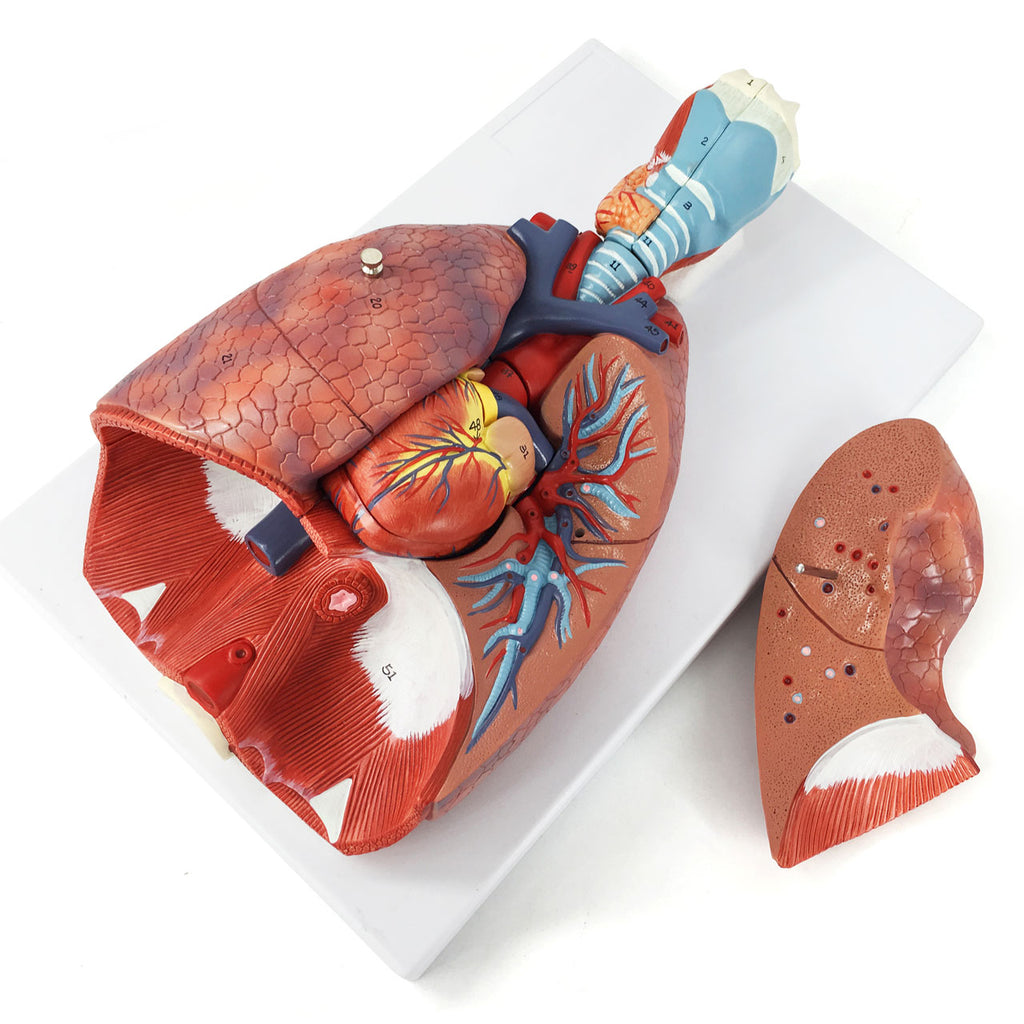 Evotech Scientific Human Lung and Respiratory System Model 3/4 Life Size with 7 Removable Parts