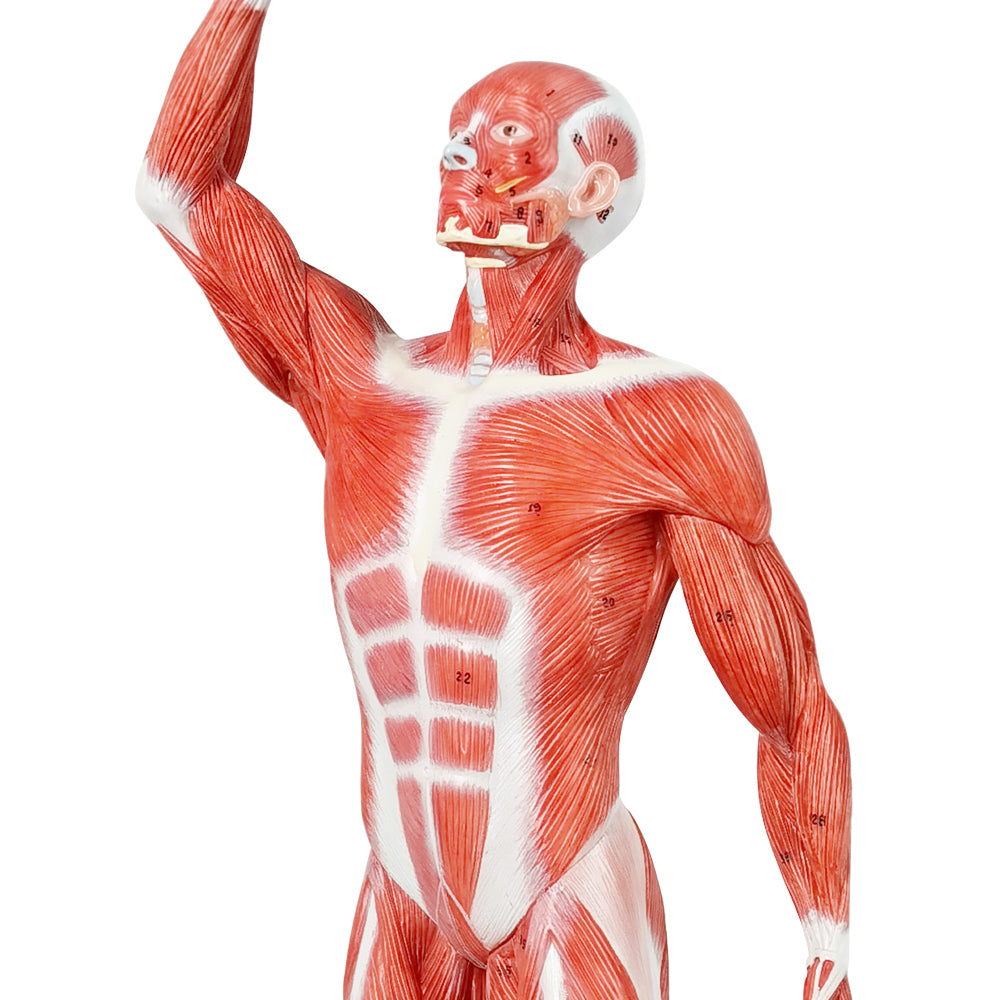 Evotech Scientific Human Muscle Model 20" Miniature Muscular System Model