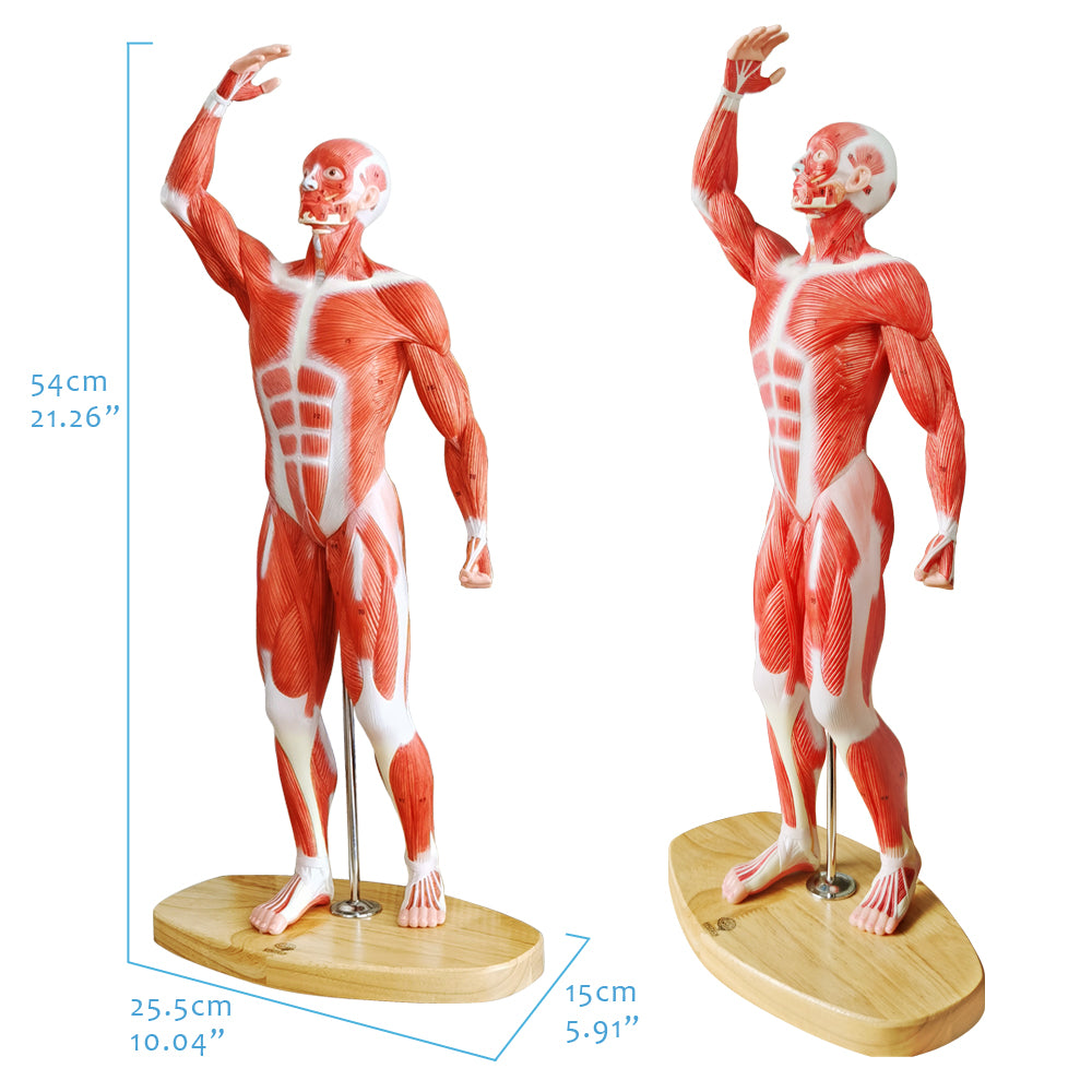 Evotech Scientific Human Muscle Model 20" Miniature Muscular System Model