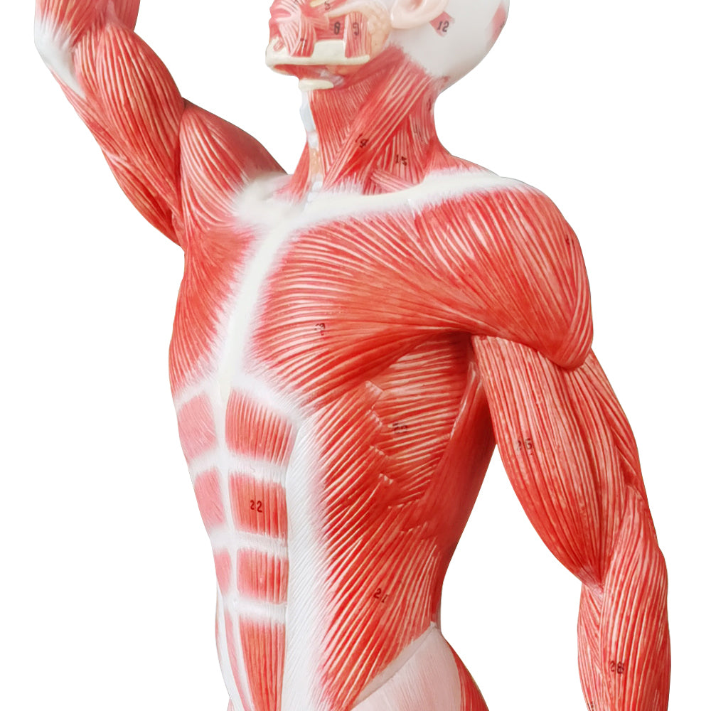 Evotech Scientific Human Muscle Model 20" Miniature Muscular System Model