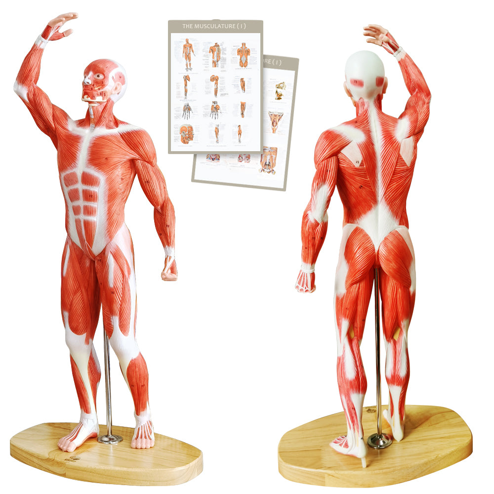 Evotech Scientific Human Muscle Model 20" Miniature Muscular System Model