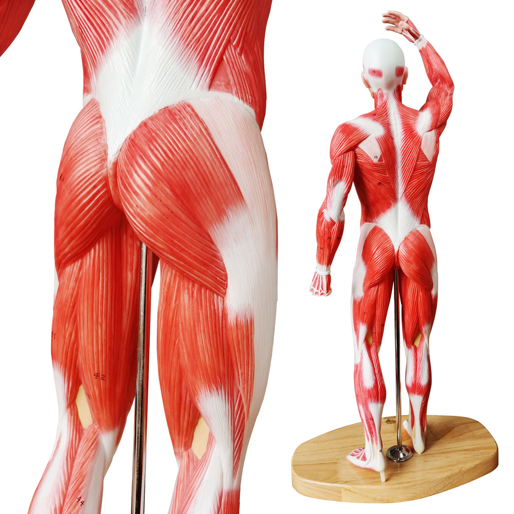 Evotech Scientific Human Muscle Model 20" Miniature Muscular System Model
