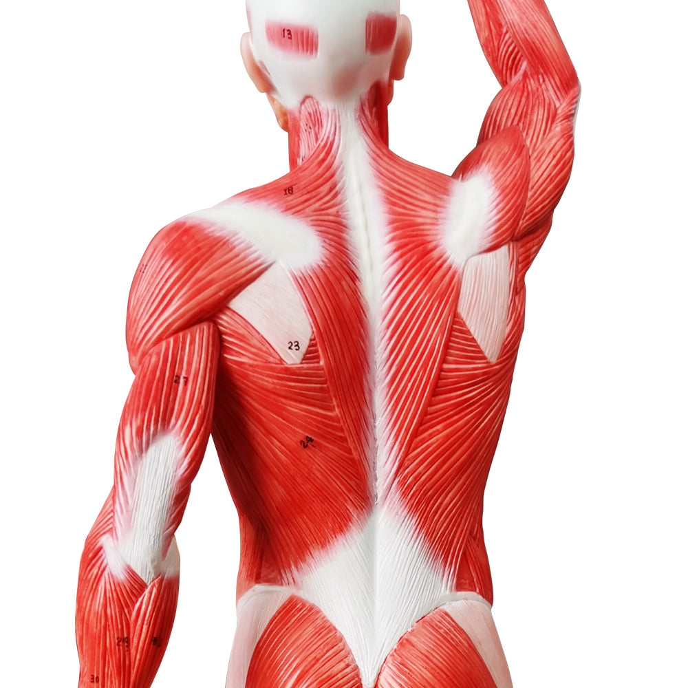 Evotech Scientific Human Muscle Model 20" Miniature Muscular System Model