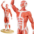 Evotech Scientific Human Muscle Model 20" Miniature Muscular System Model