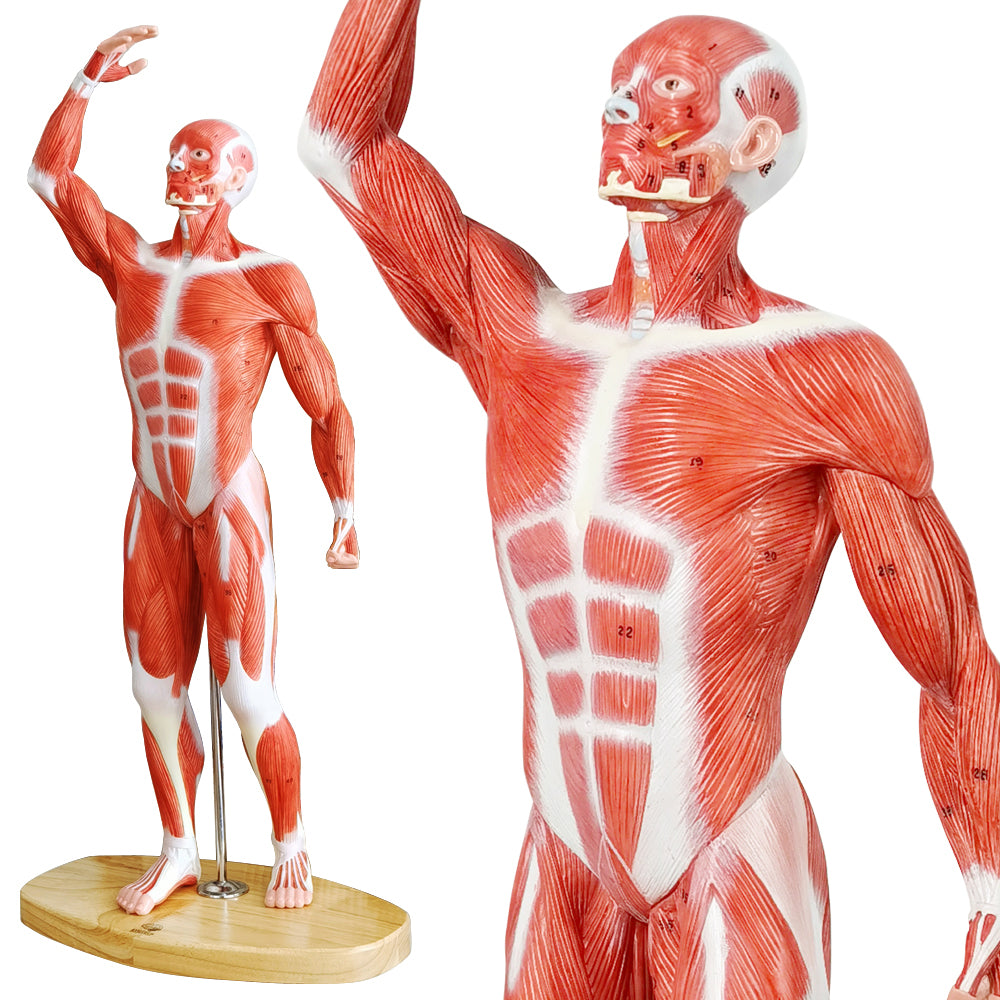 Evotech Scientific Human Muscle Model 20" Miniature Muscular System Model