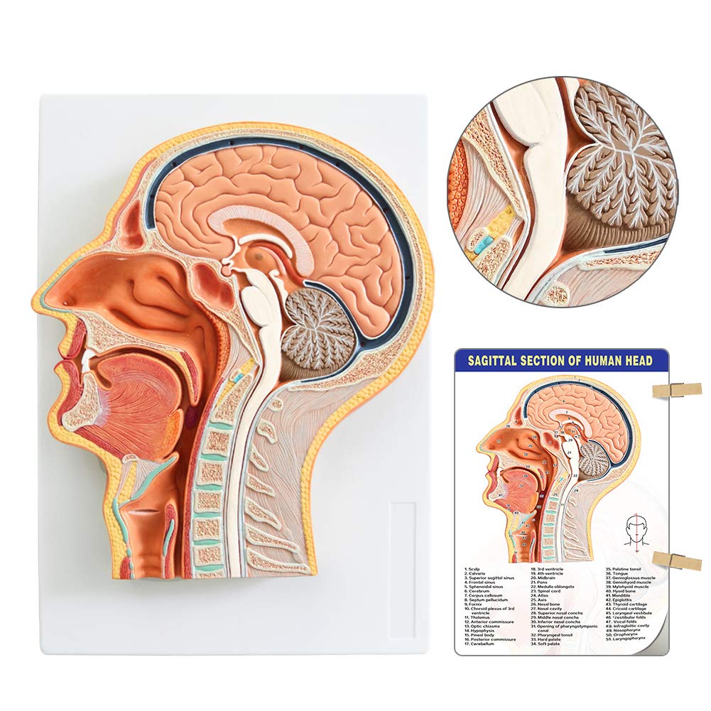 Evotech Scientific Human Relief Median Section Head Model