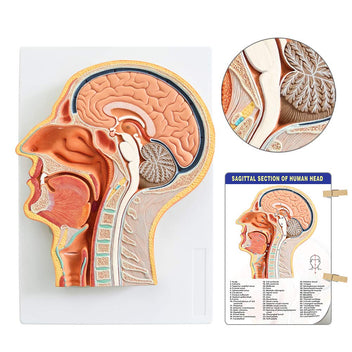 Evotech Scientific Human Relief Median Section Head Model ...