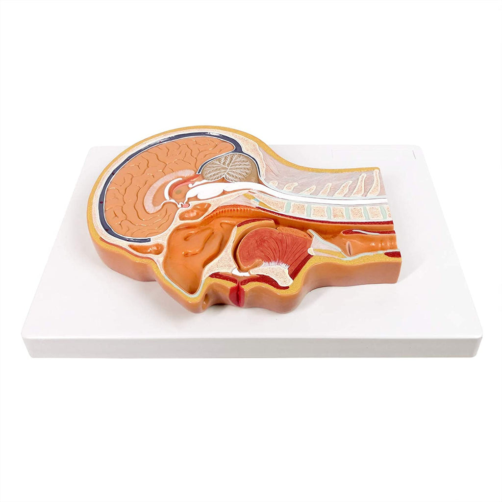 Evotech Scientific Human Relief Median Section Head Model ...