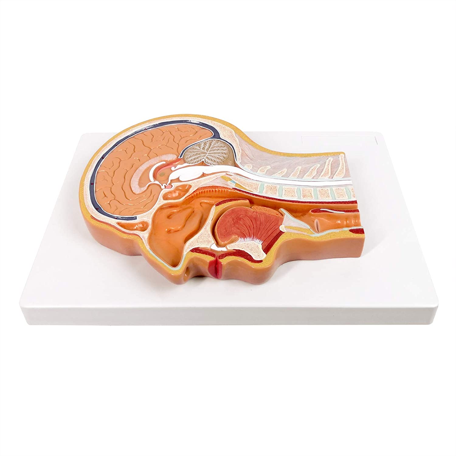 Evotech Scientific Human Relief Median Section Head Model