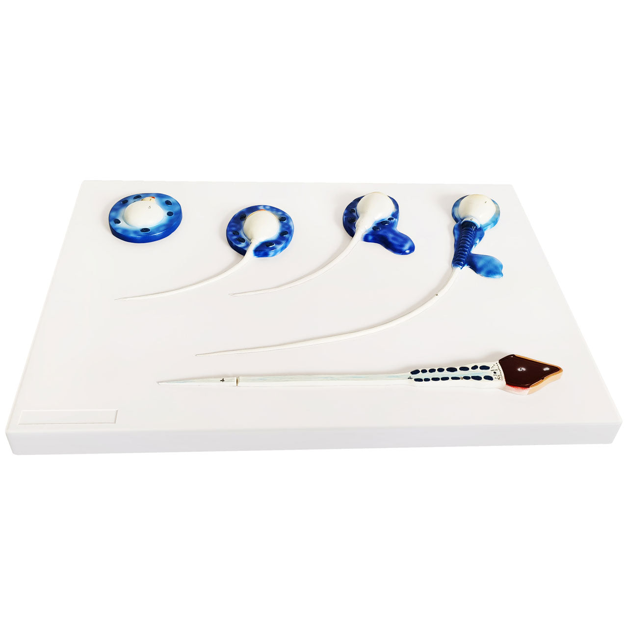 Evotech Scientific Human Sperm Development Process Model 5 Stages