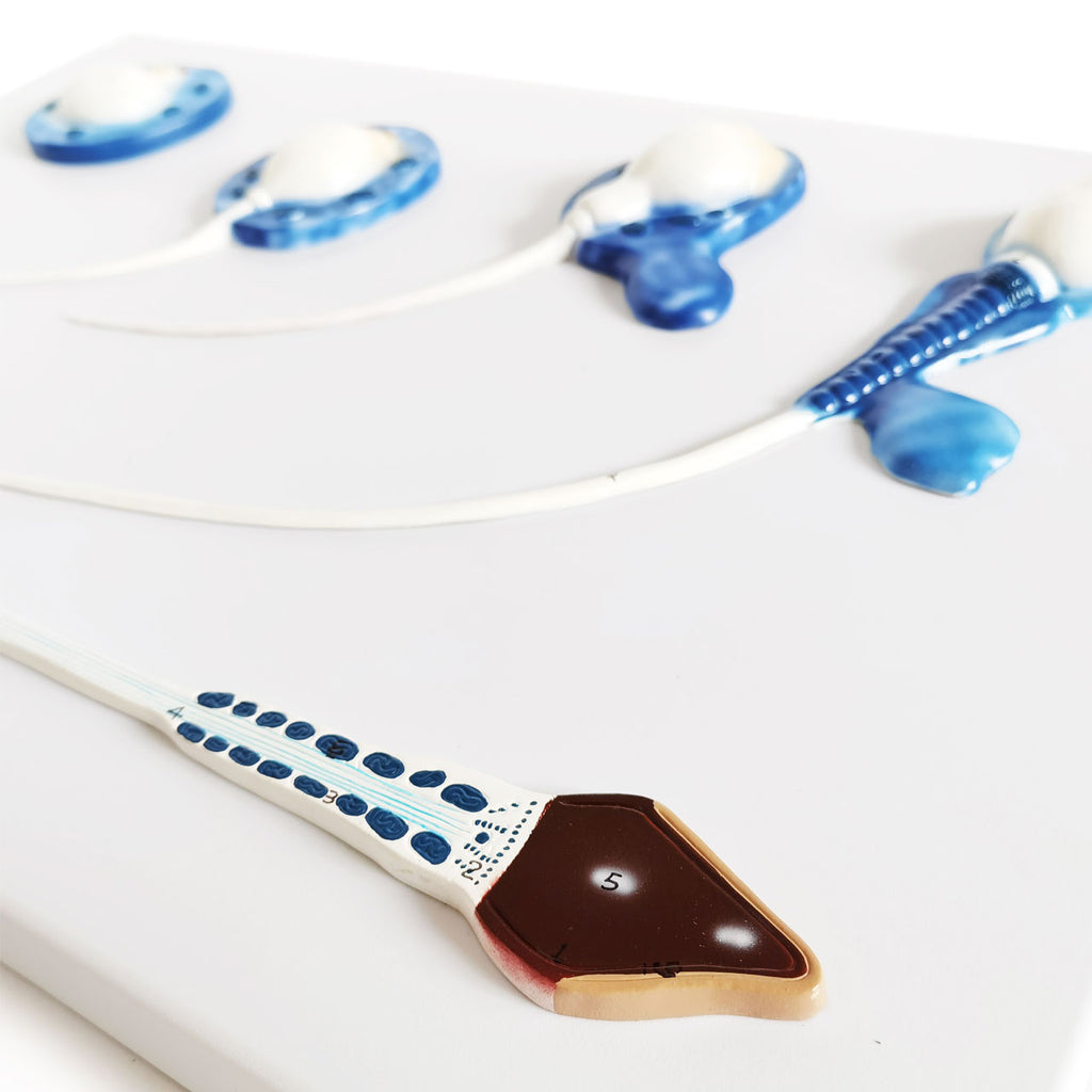 Evotech Scientific Human Sperm Development Process Model 5 Stages