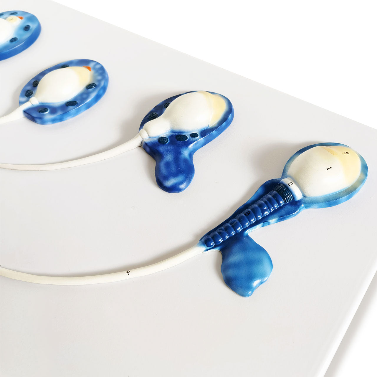 Evotech Scientific Human Sperm Development Process Model 5 Stages