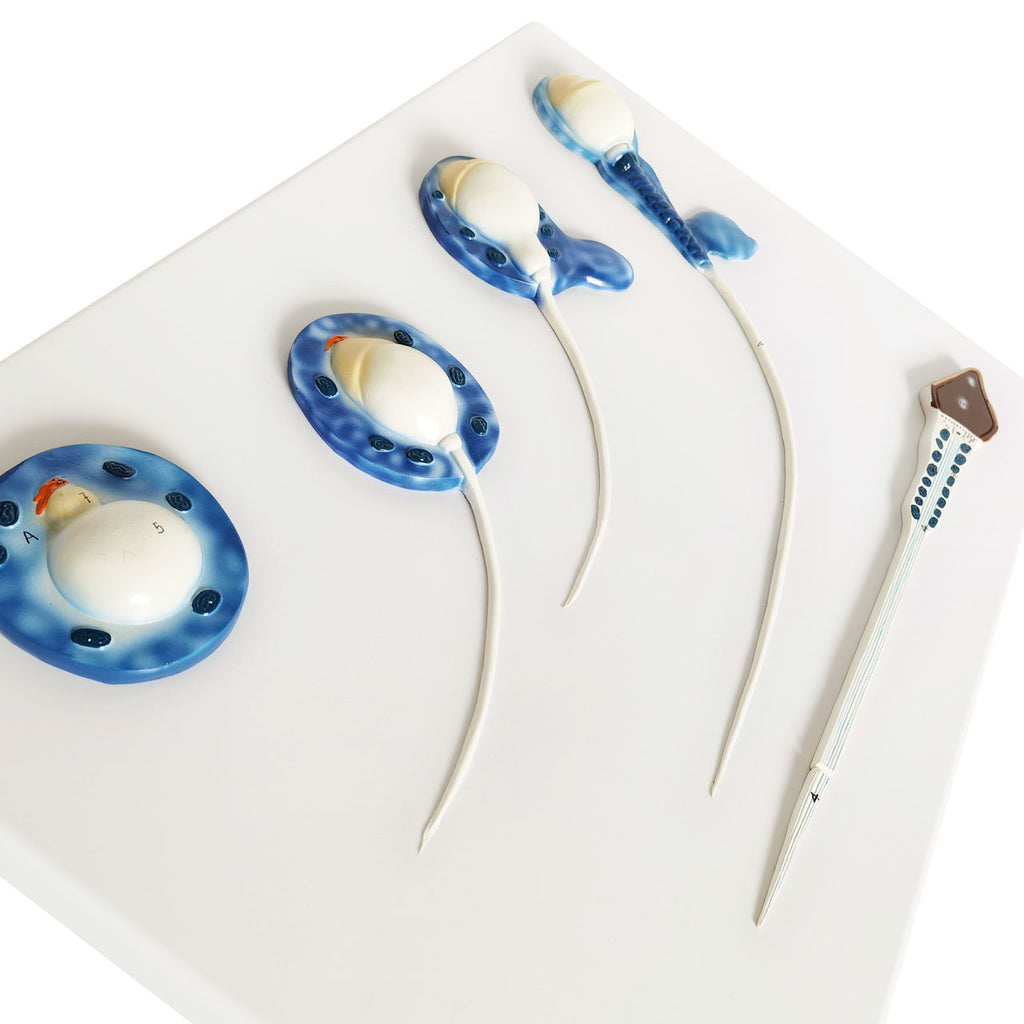 Evotech Scientific Human Sperm Development Process Model 5 Stages